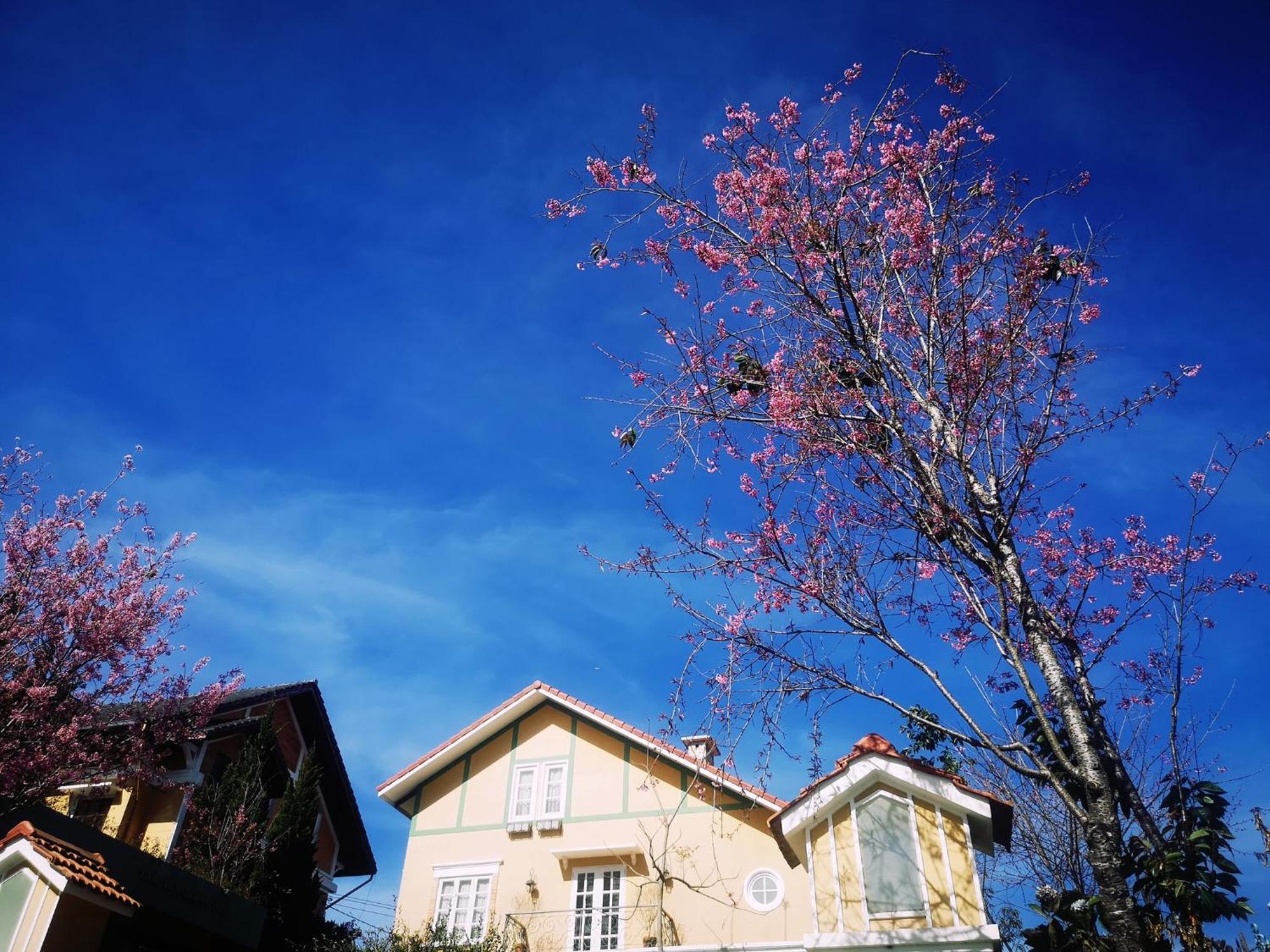 فندق Bich Dao Boutique - Dalat المظهر الخارجي الصورة